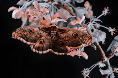 Close-up of butterfly on plant