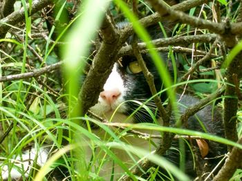 Close-up of cat on grass