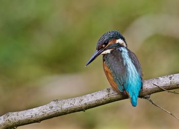 Rear view of kingfisher perching on plant