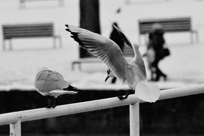 Flock of birds on railing