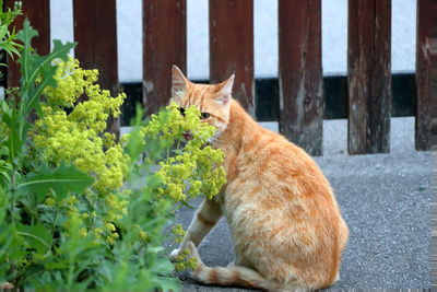 Cat sitting by plants