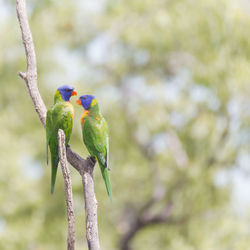 Bird perching on a branch