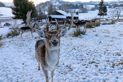 Deer on snow covered field