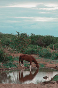 Horse grazing on field