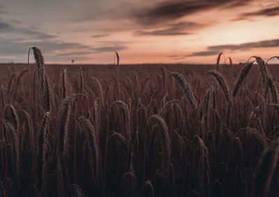 Wheat field against sky during sunset