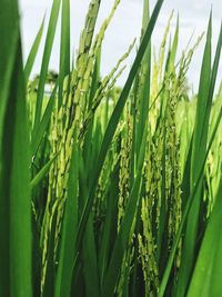 Close-up of fresh green plants on field against sky