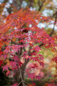 Close-up of autumn tree