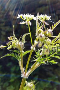 Close-up of plant