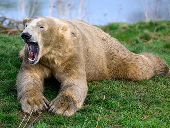 Polar bear in a field