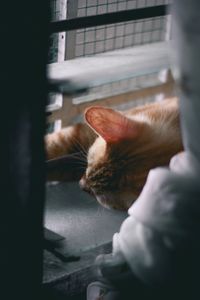 Cat seen through window