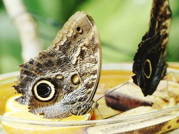 Close-up of butterfly