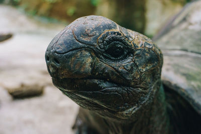 Close-up of a turtle