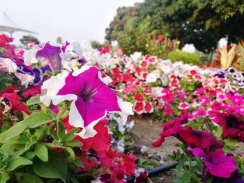 Close-up of pink flowering plants