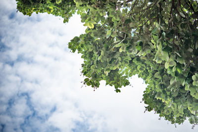 Low angle view of leaves against sky