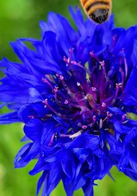 Close-up of blue flowering plant