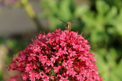 Close-up of honey bee on pink flower