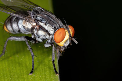 Close-up of fly