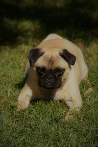 Portrait of a dog on field