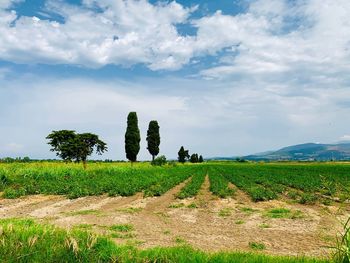 Scenic view of agricultural field against sky