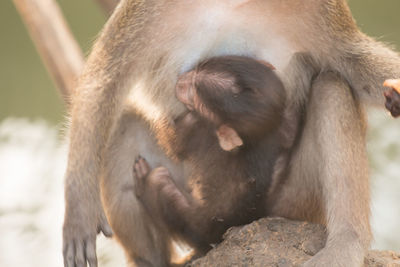 Close-up of long-tailed macaque with infant at zoo