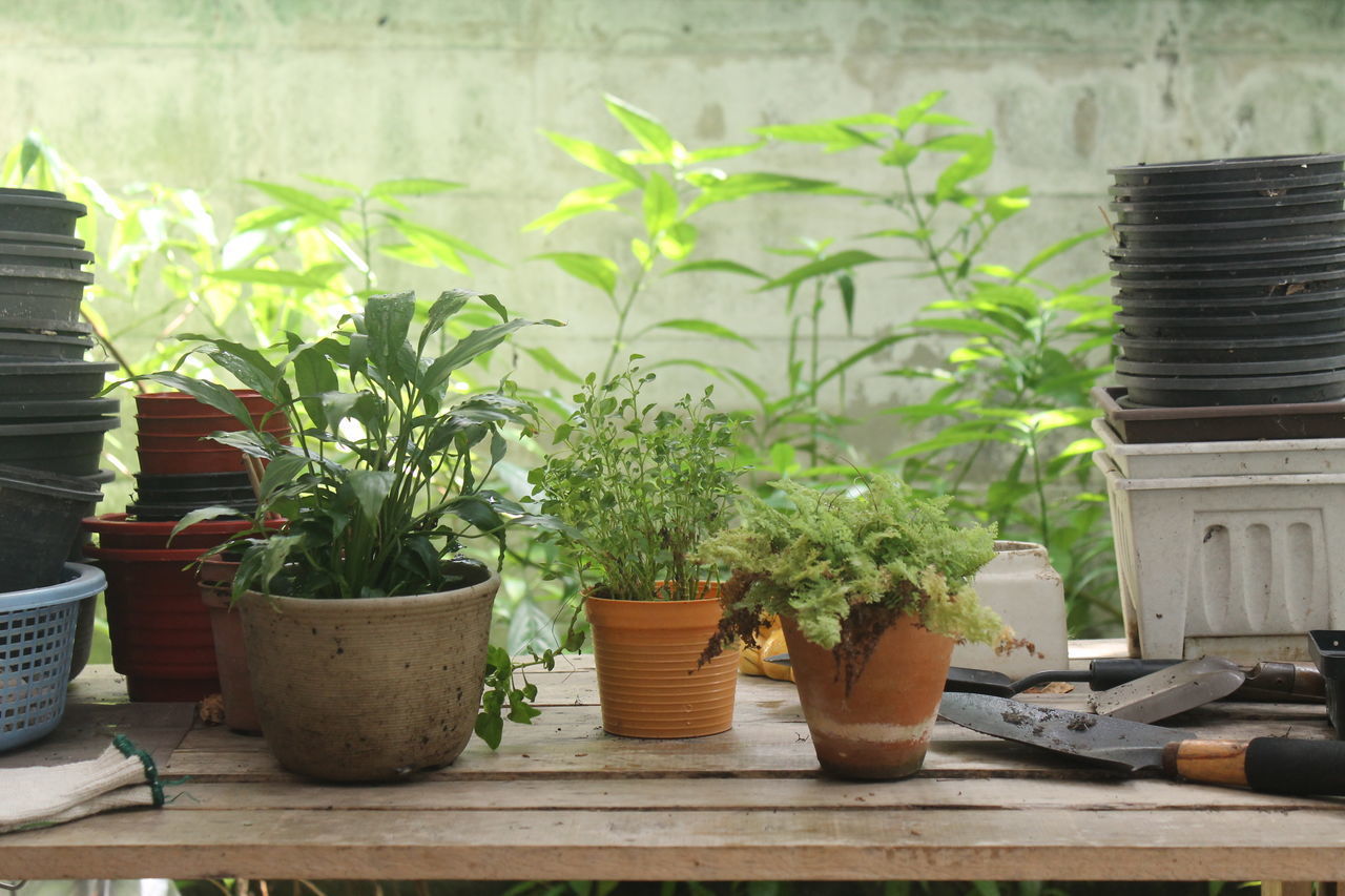 CLOSE-UP OF POTTED PLANTS ON TABLE AGAINST WALL