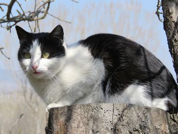 Close-up portrait of a cat