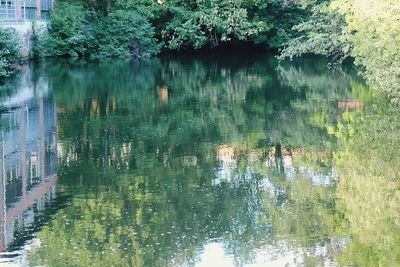 Reflection of trees in calm lake