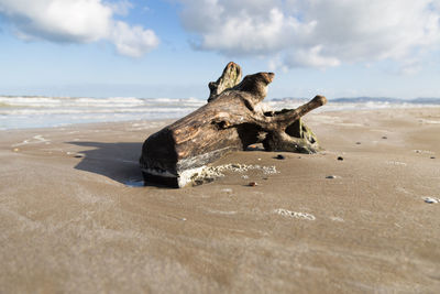 View of lizard on beach