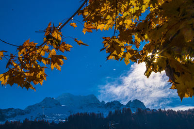 Low angle view of trees against sky during autumn