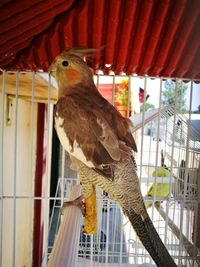 Close-up of bird perching in cage