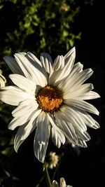 Close-up of white flower blooming outdoors