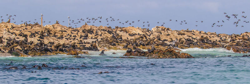 View of birds flying over sea