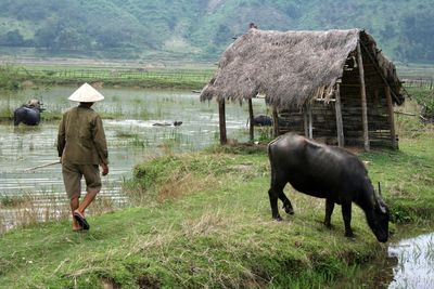 Full length rear view of man walking by water buffaloes in lake by hut