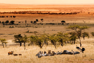 View of sheep grazing in field