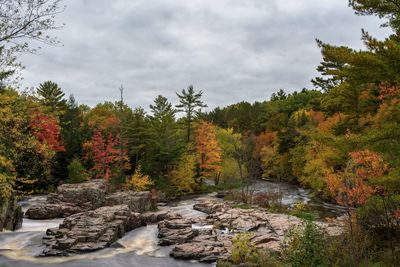 Scenic view of forest against sky during autumn