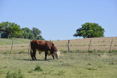 Horses grazing on field against clear sky