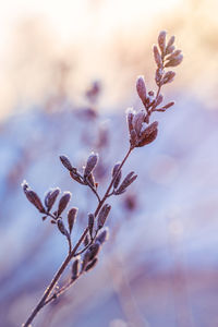 plant
