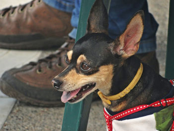 Close-up of dog