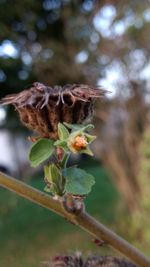 Close-up of insect on flower