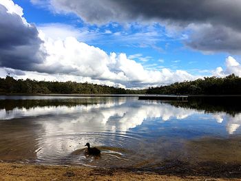 Swan swimming in lake against sky