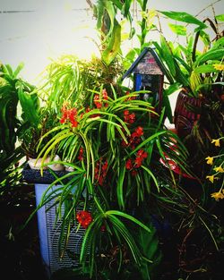 Close-up of fresh plants in greenhouse