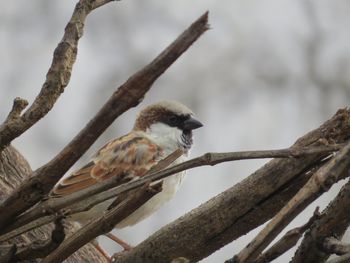 Low angle view of bird perching on branch