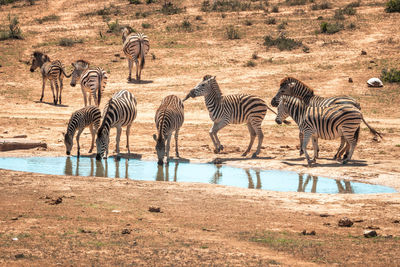 View of zebras drinking water