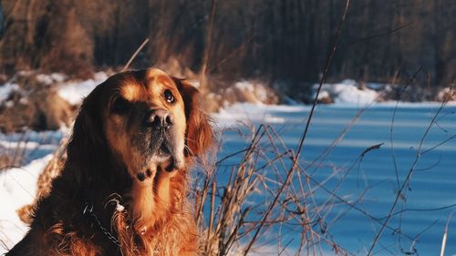 Close-up of dog during winter