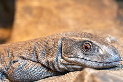 Close up portrait of a savannah monitor in captivity