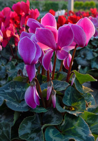 Close-up of flowers blooming outdoors