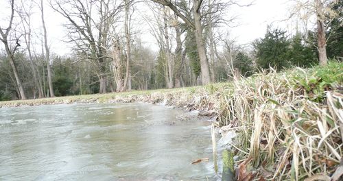 River flowing through forest