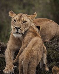 Portrait of lioness with cub