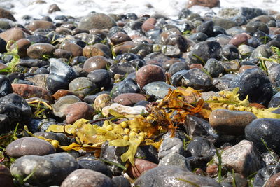 Close-up of stones on wet shore