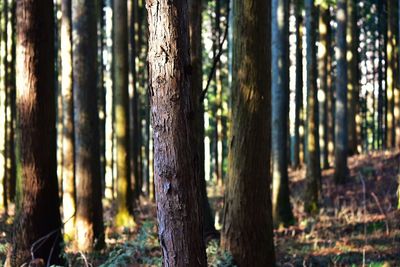 Trees in forest